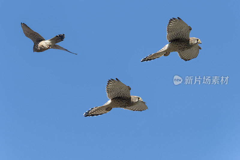 常见的凯斯特雷尔 [法尔科丁努库鲁斯]